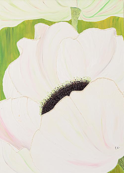 Anemone 500 x700