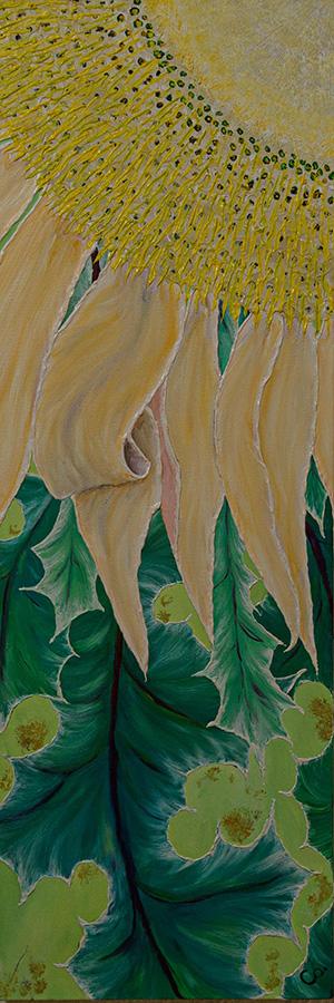 Carline en fleur f 228