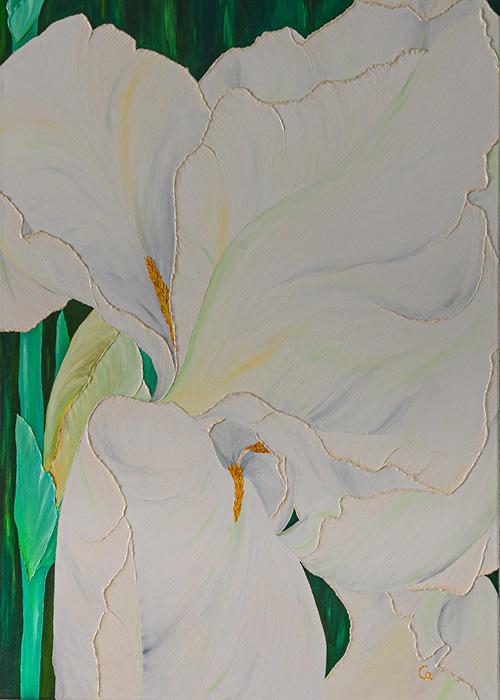 Iris blancf2022